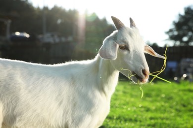 Photo of Cute goat at farm on sunny day