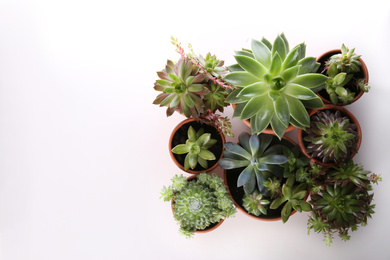Beautiful potted echeverias on white background, flat lay with space for text. Succulent plants