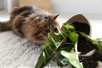 Cat near overturned houseplant on light carpet at home