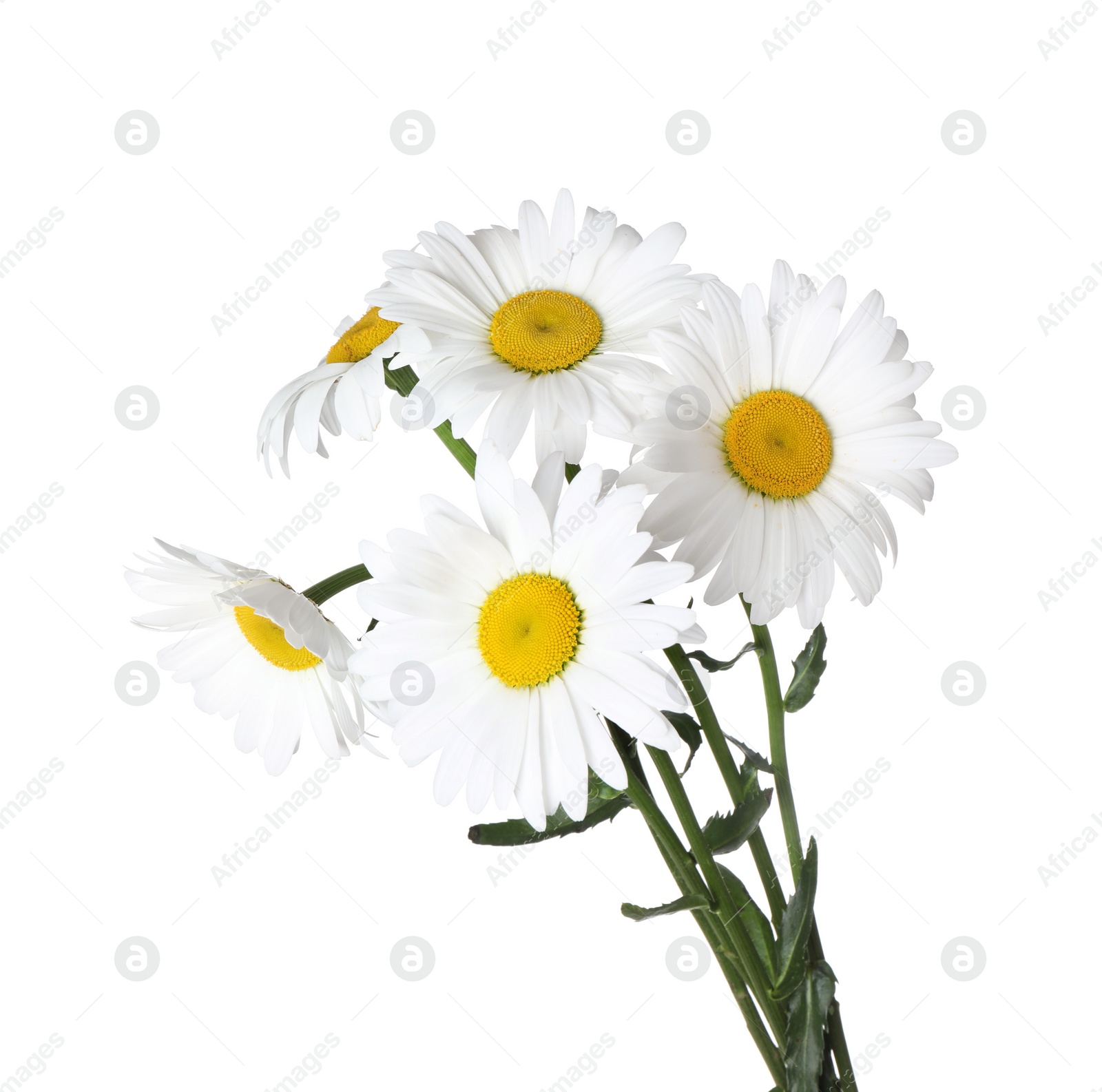 Photo of Bouquet of beautiful chamomile flowers on white background