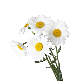 Photo of Bouquet of beautiful chamomile flowers on white background