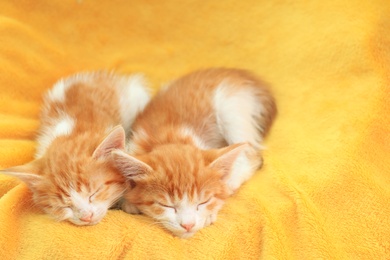Photo of Cute little kitten sleeping on yellow blanket, space for text