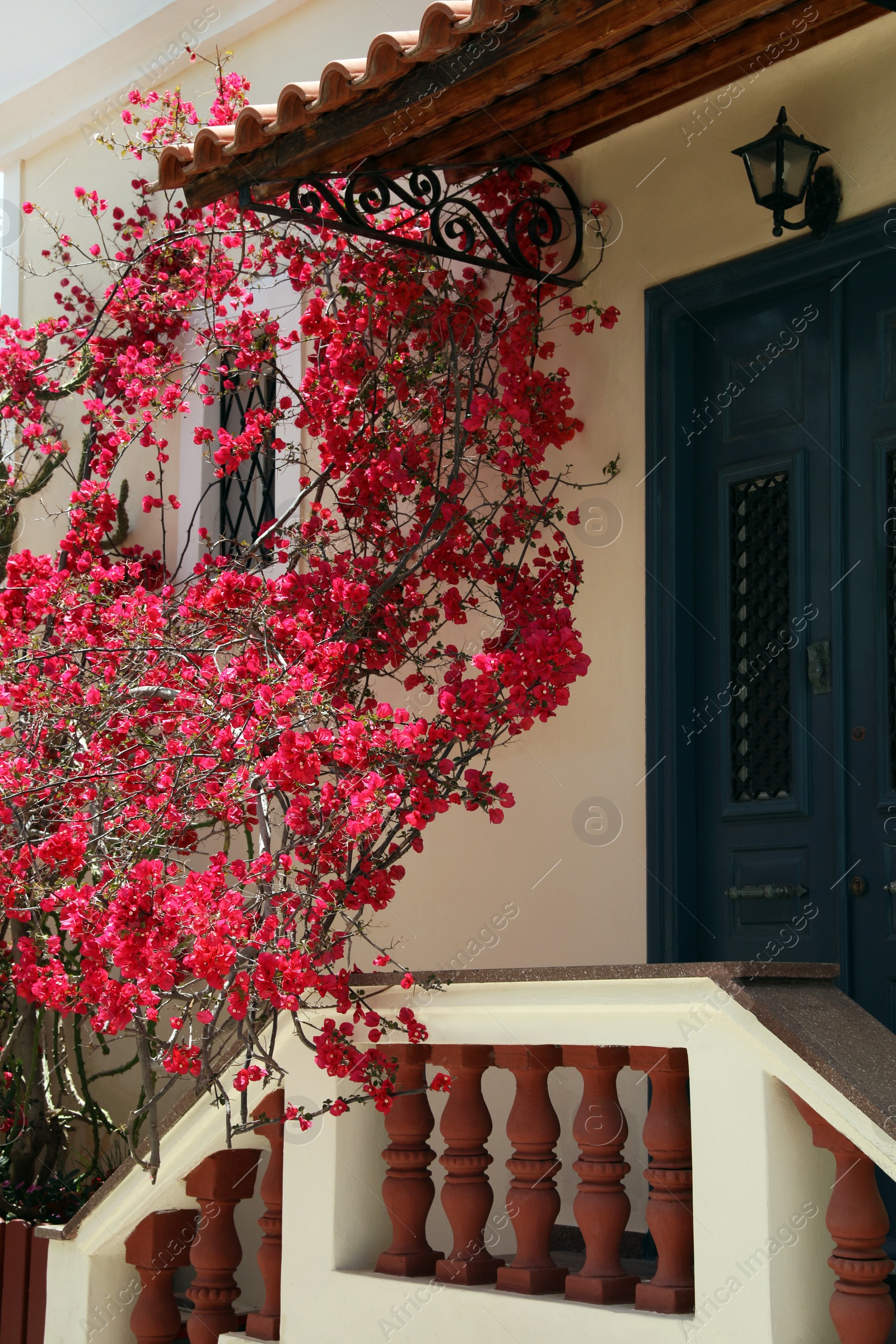 Photo of Plant with beautiful pink flowers near house entrance