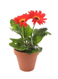 Photo of Beautiful blooming gerbera flower in pot on white background