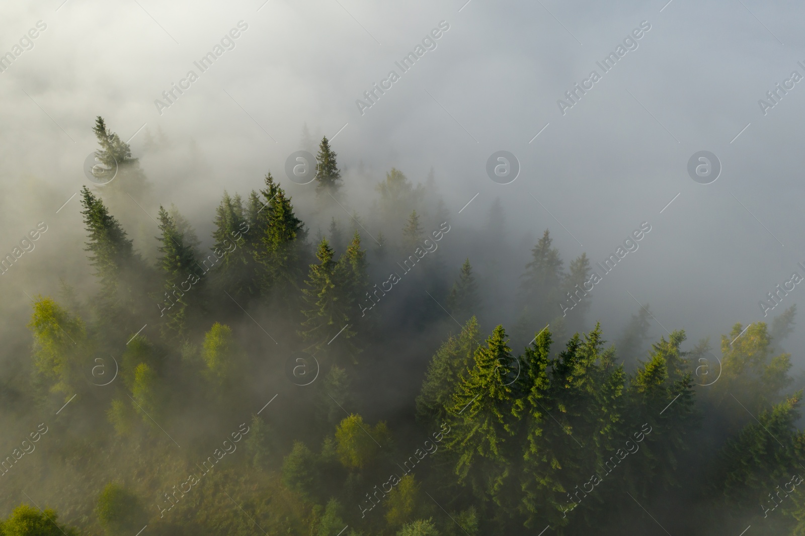 Image of Aerial view of beautiful landscape with misty forest 