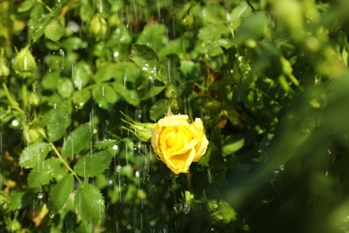 Beautiful green bush with yellow rose in garden on rainy summer day, closeup view