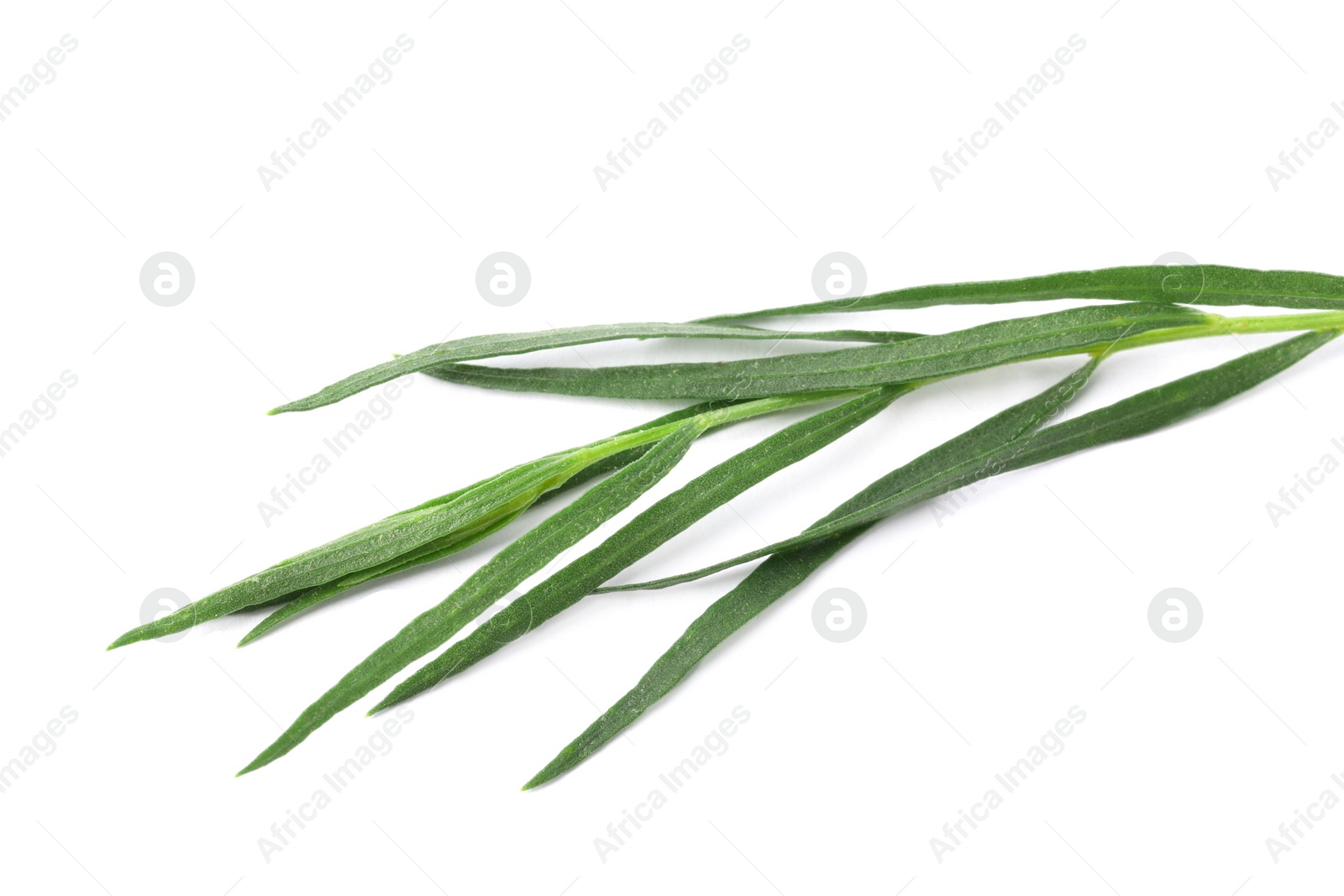 Photo of One sprig of fresh tarragon on white background