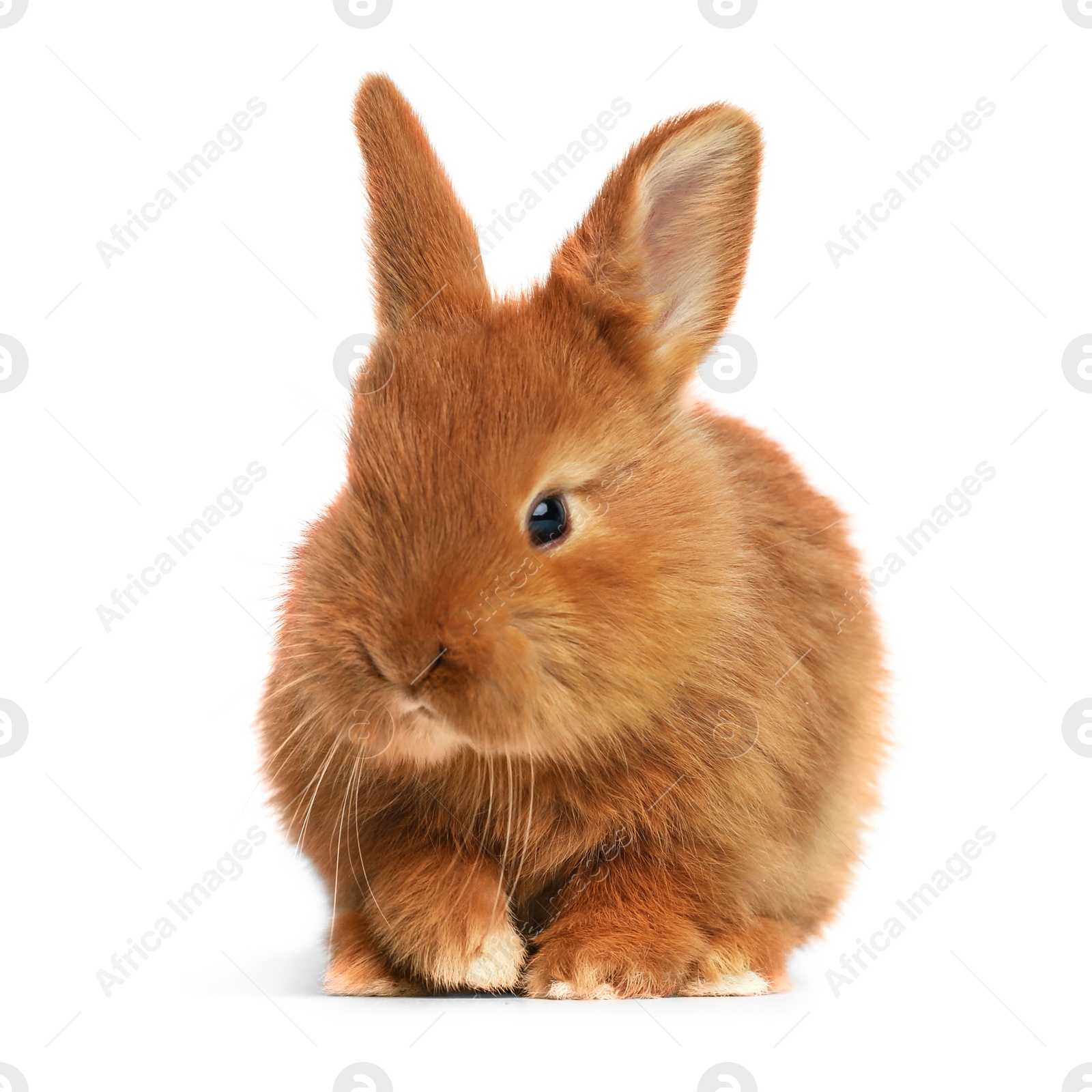 Image of Adorable fluffy Easter bunny on white background