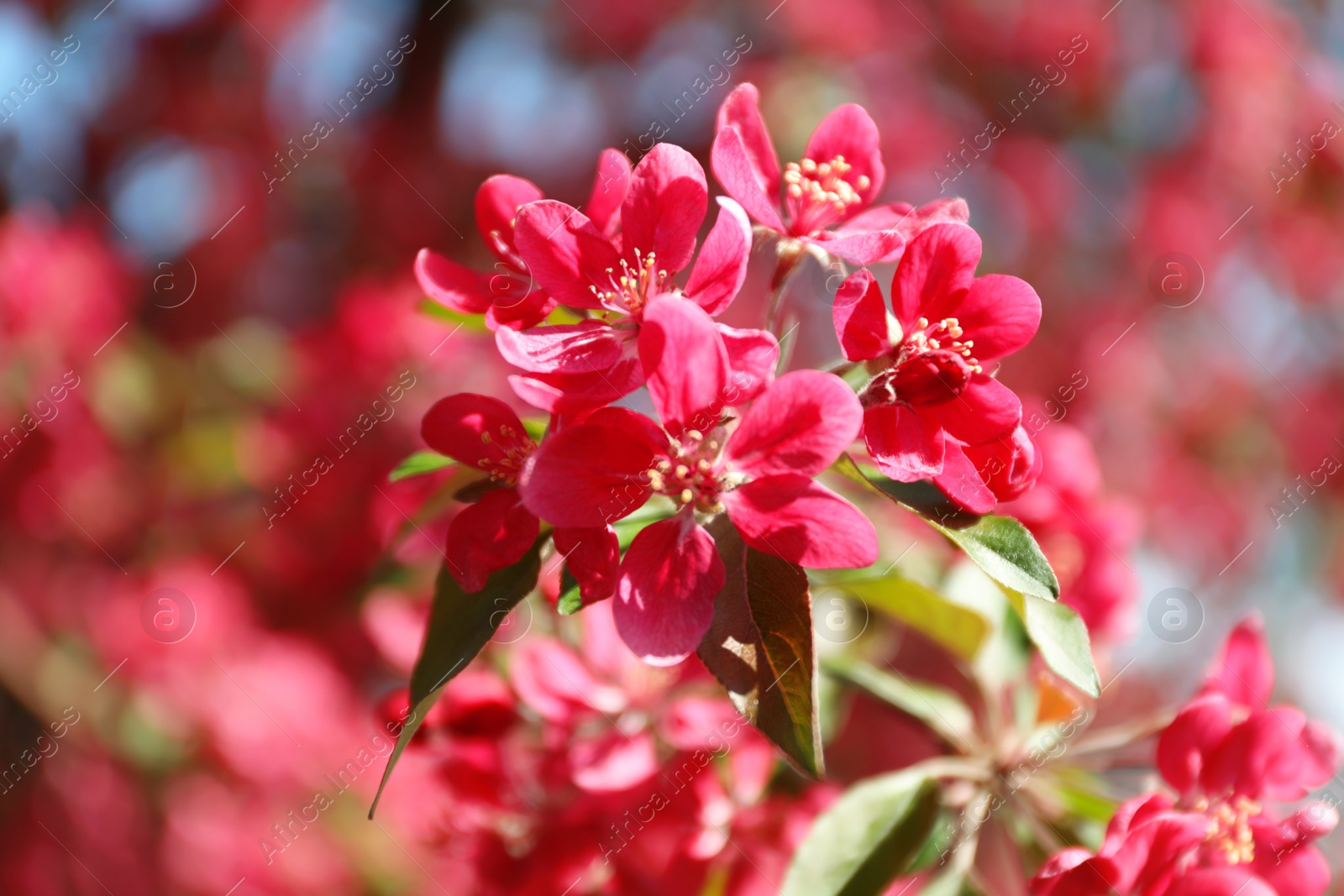 Photo of Blossoming spring tree, pink flowers, closeup