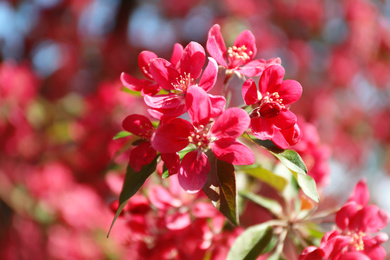 Blossoming spring tree, pink flowers, closeup