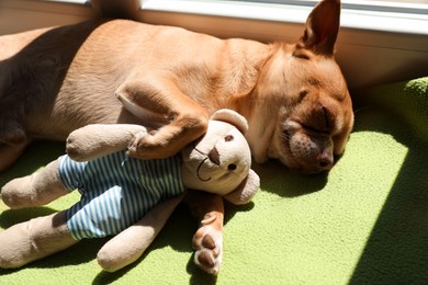 Photo of Cute small chihuahua dog sleeping with toy on soft blanket