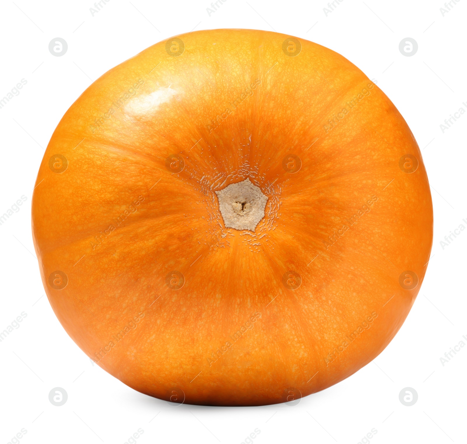 Photo of One fresh orange pumpkin isolated on white