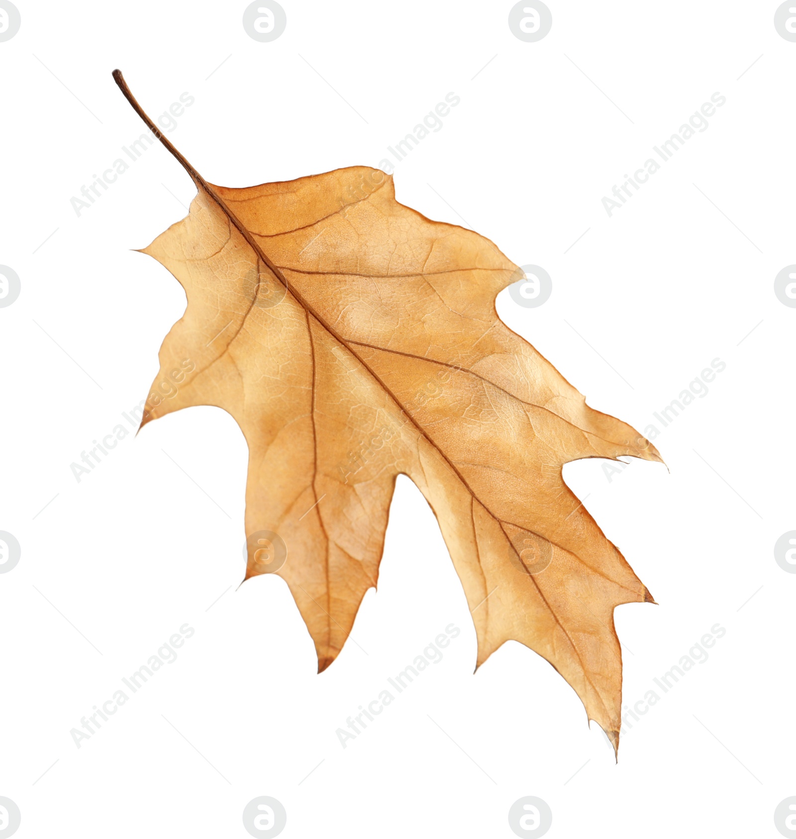 Photo of Beautiful autumn leaf on white background. Fall foliage