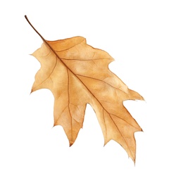 Photo of Beautiful autumn leaf on white background. Fall foliage