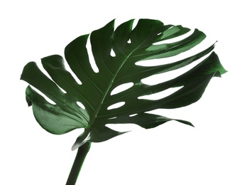 Beautiful monstera leaf isolated on white. Tropical plant