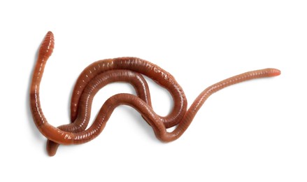 Photo of Earthworms on white background, top view. Terrestrial invertebrates