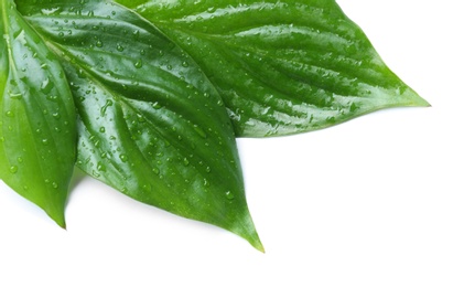 Photo of Green leaves with water drops isolated on white