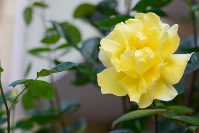 Photo of Bush with beautiful blooming rose outdoors, closeup. Space for text