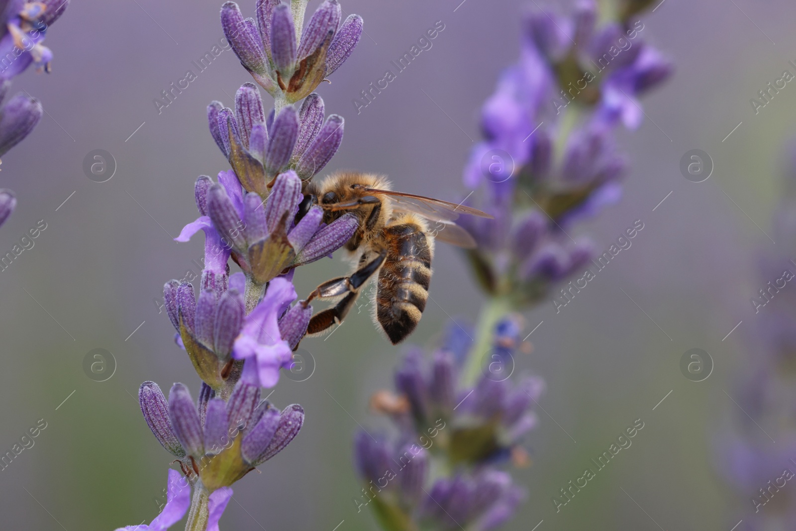 Photo of Honeybee collecting nectar from beautiful lavender flower outdoors, closeup