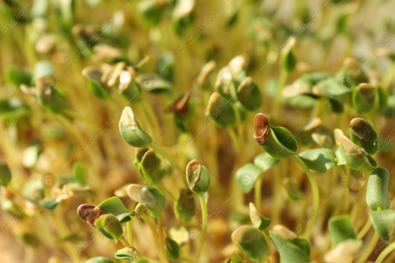 Photo of Growing microgreen. Many sprouted arugula seeds as background, closeup