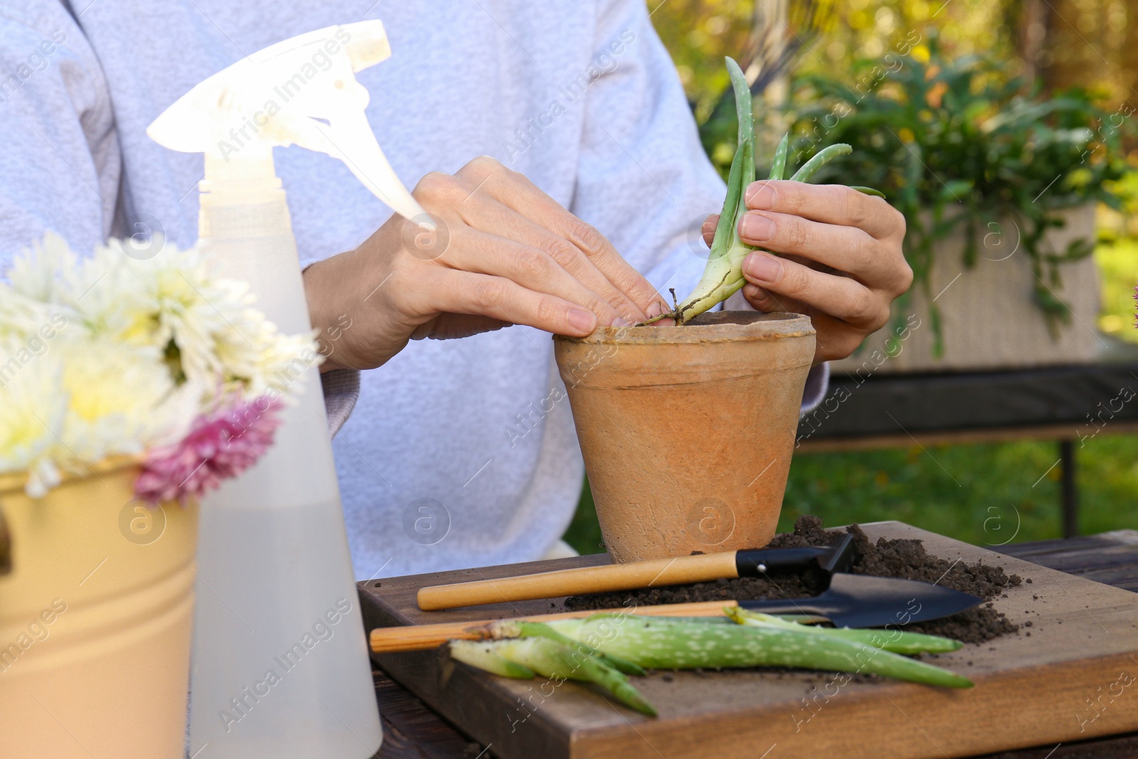 Photo of Woman transplanting aloe seedling into pot in garden, closeup