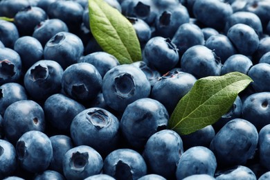 Tasty fresh blueberries with green leaves as background, closeup