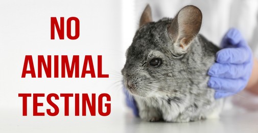 Image of NO ANIMAL TESTING. Scientist with chinchilla at white table, closeup