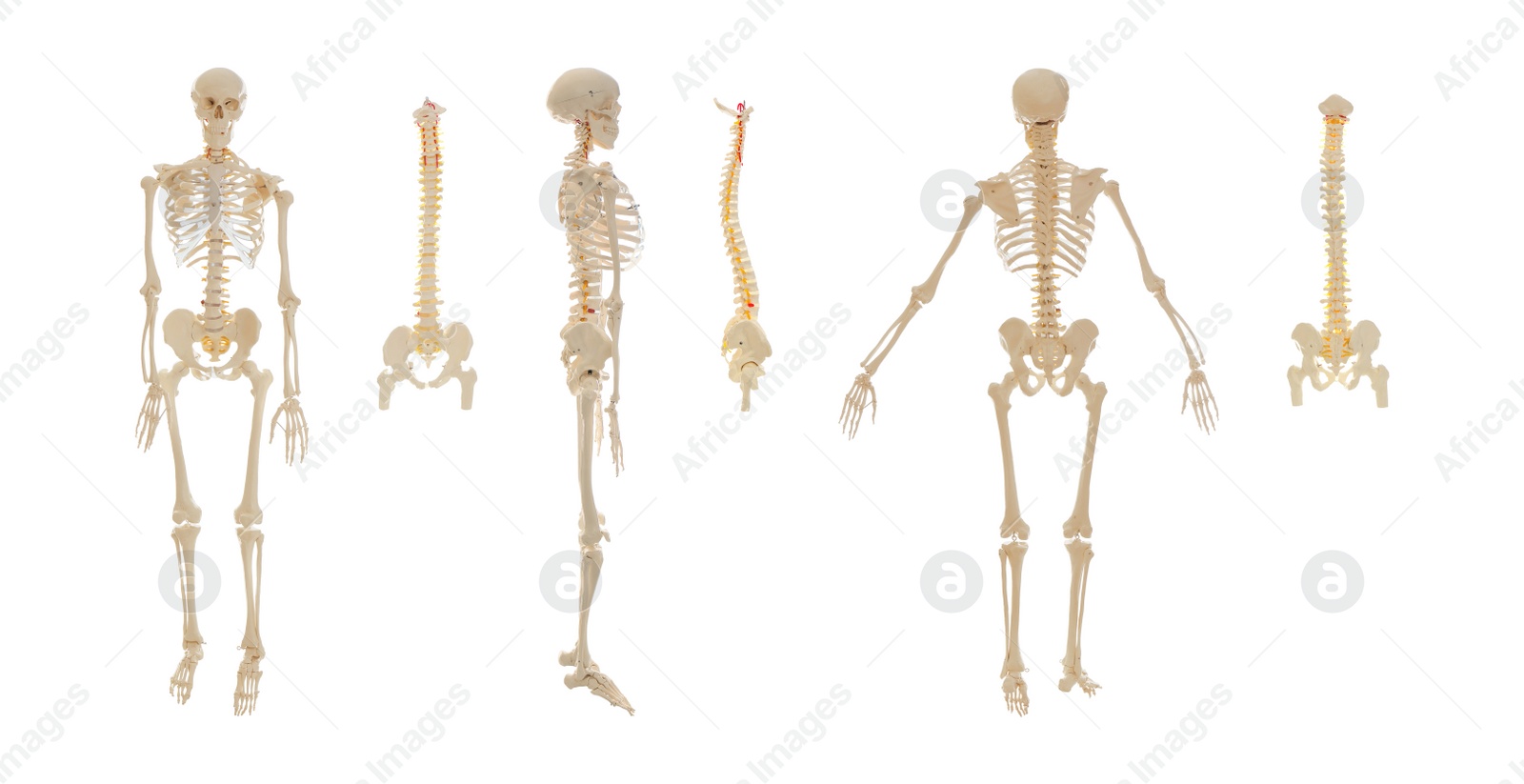 Image of Collage of artificial human skeleton and spine models on white background