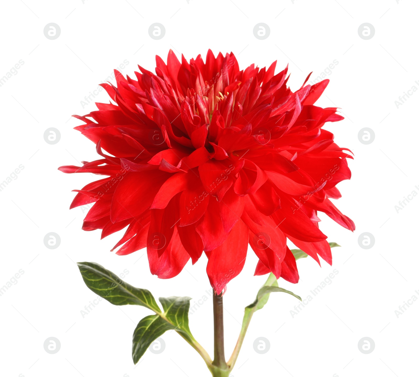 Photo of Beautiful red dahlia flower on white background