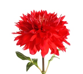 Beautiful red dahlia flower on white background