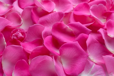 Photo of Many pink rose petals as background, closeup
