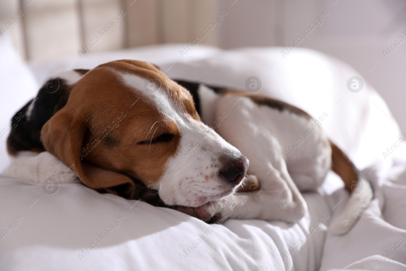 Photo of Cute Beagle puppy sleeping on bed. Adorable pet