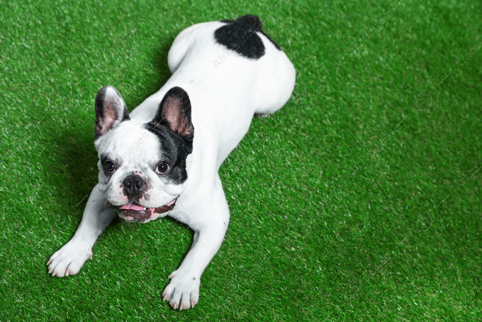 Photo of French bulldog on green grass, above view. Space for text