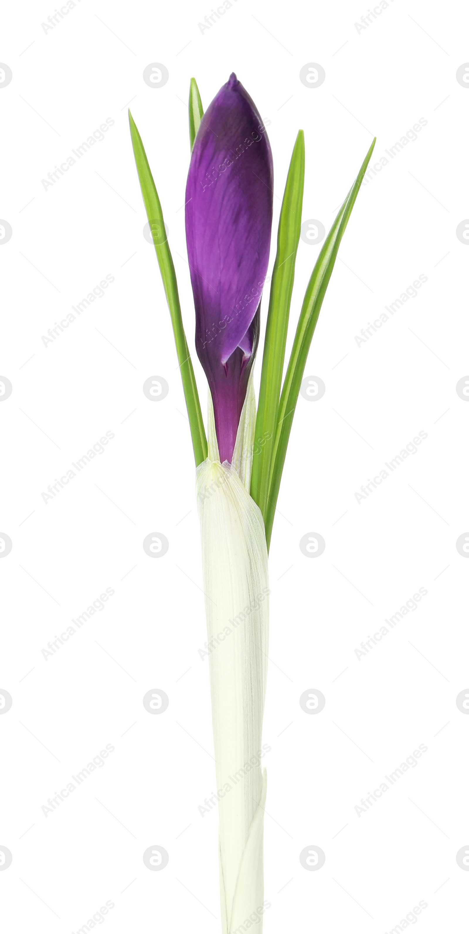 Photo of Beautiful purple crocus flower isolated on white. Spring season