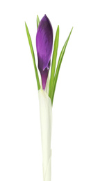 Beautiful purple crocus flower isolated on white. Spring season