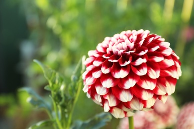 Photo of Beautiful blooming dahlia flower in garden, closeup