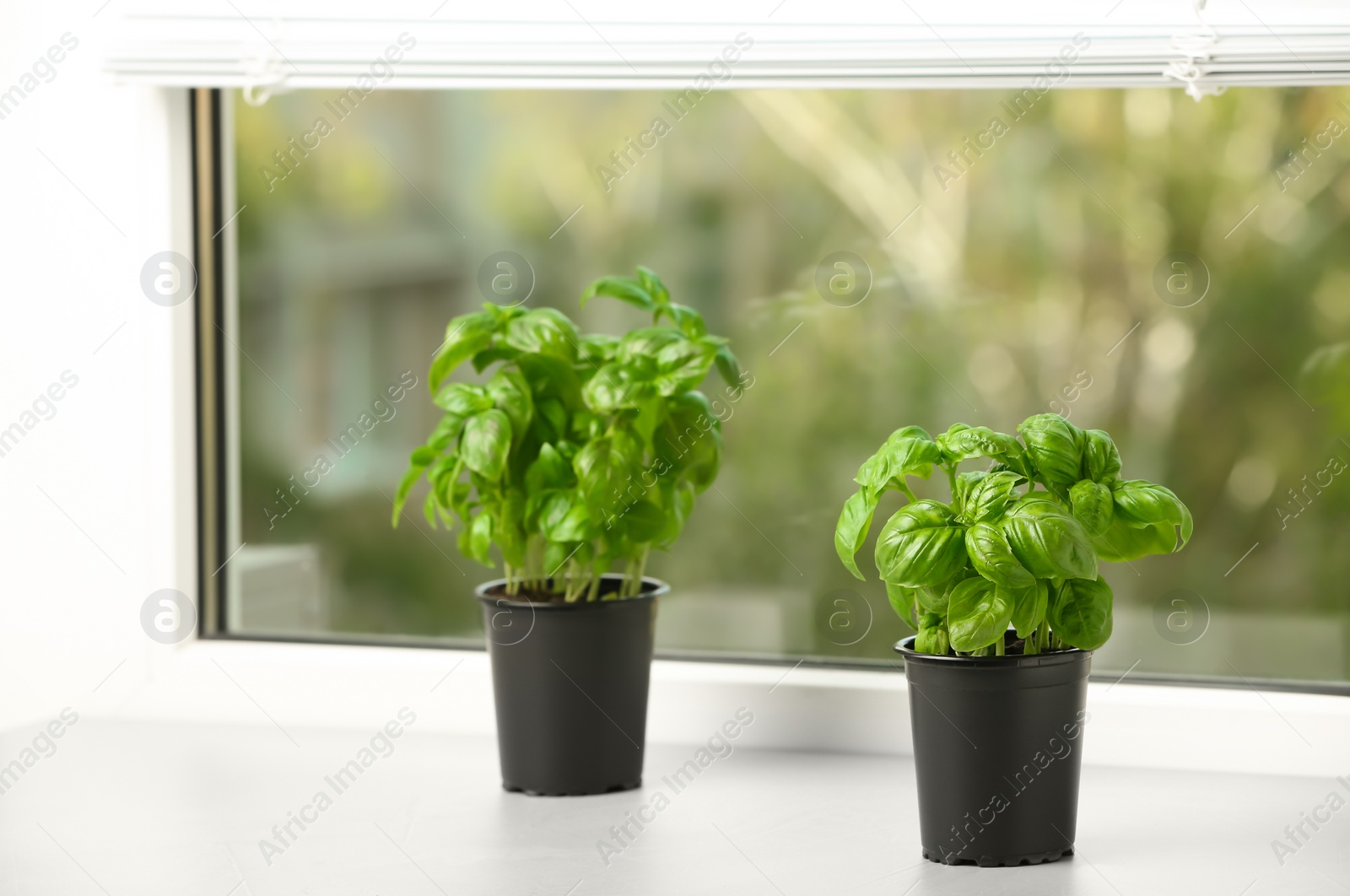 Photo of Fresh green basil in pots on window sill