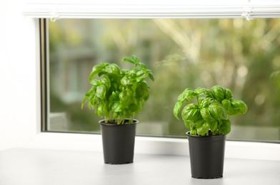 Fresh green basil in pots on window sill