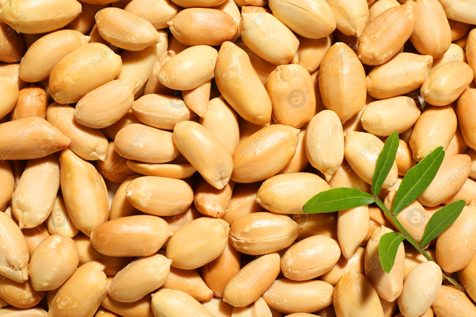 Photo of Branch with leaves on fresh peeled peanuts, top view