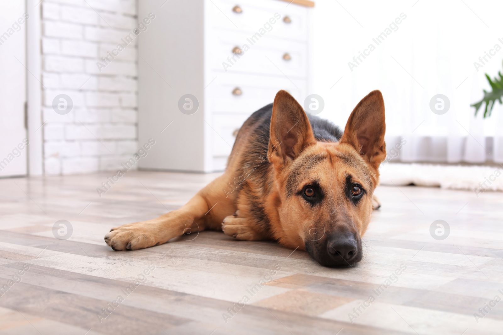 Photo of Adorable German shepherd dog lying on floor indoors