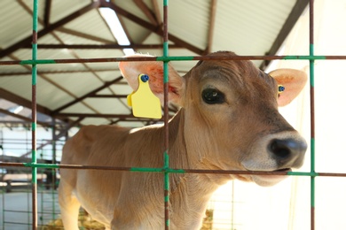 Pretty little calf behind fence on farm, closeup. Animal husbandry