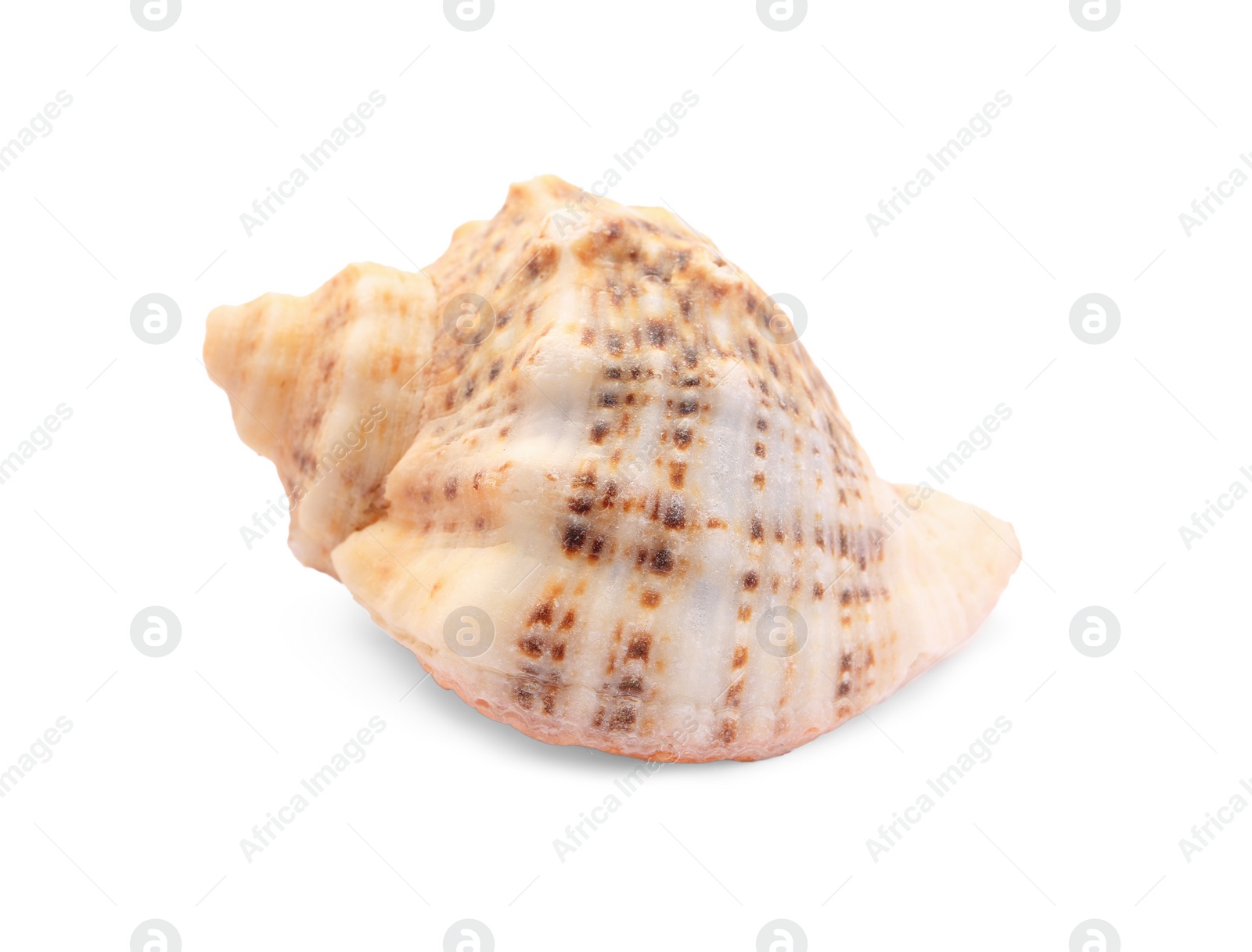 Photo of Beautiful seashell isolated on white. Beach object