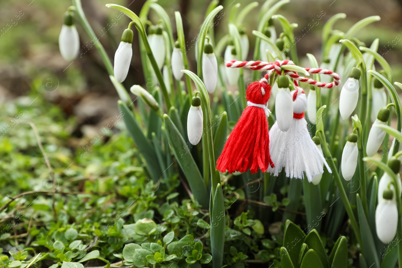 Photo of Traditional martisor and beautiful snowdrops outdoors. Symbol of first spring day