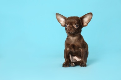 Cute small Chihuahua dog on light blue background. Space for text