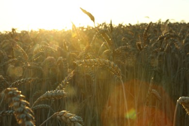 Photo of Beautiful agricultural field with ripe wheat spikes on sunny day