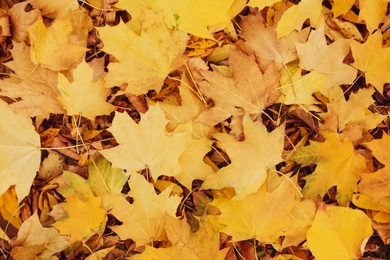 Photo of Pile of beautiful autumn leaves as background, top view