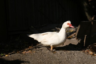 Photo of Beautiful Muscovy duck in farmyard on sunny day. Rural life