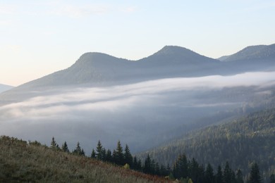 Picturesque view of mountain forest covered with fog