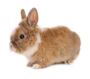 Cute fluffy pet rabbit isolated on white