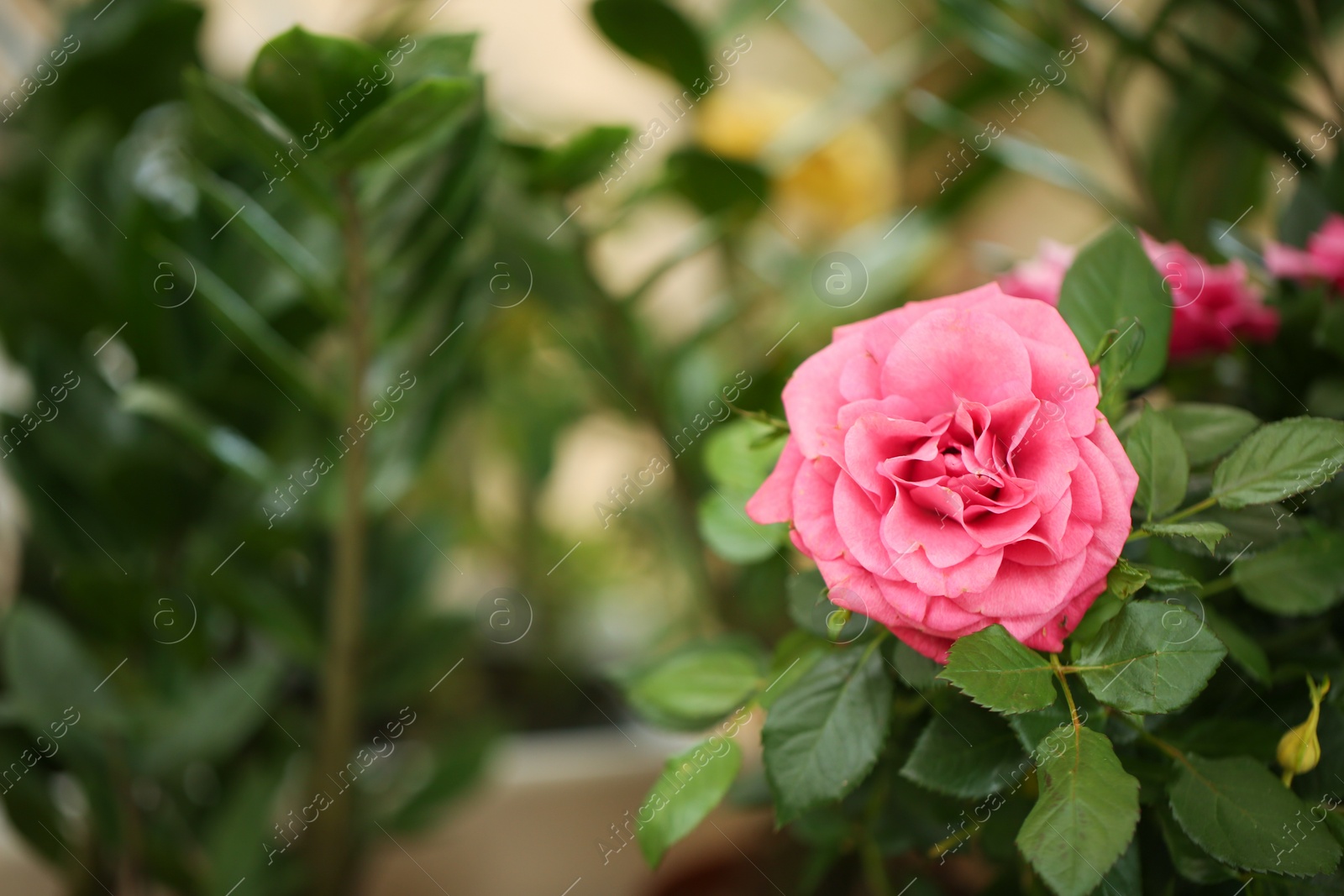 Photo of Beautiful rose shrub with blooming flower, closeup